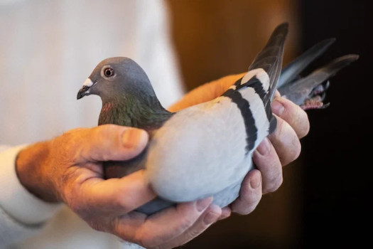 Fancy a show about pigeons on your radio station? - RadioInfo Australia